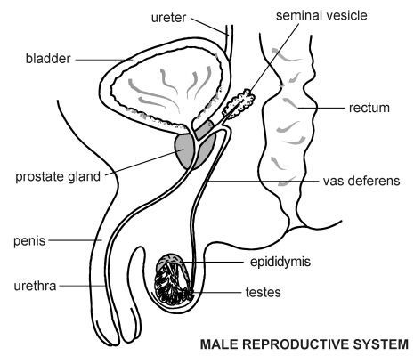 Reproductive System Drawing, Male Reproductive System Diagram, Human Body Systems Activities, Body Systems Activities, Male Reproductive System, Body Preschool, Pregnancy Calendar, Anatomy Bones, Nursing Study Guide