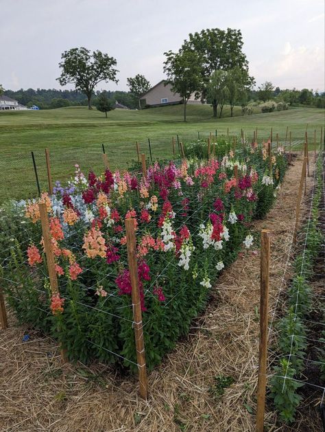 Farmhouse Cottage Landscaping, Wildflowers In Yard, Farmhouse Flower Garden, Wildflower Garden Aesthetic, Backyard Flower Garden Aesthetic, Small Flower Farm Layout, Community Garden Aesthetic, Flower Farm Aesthetic, Flower Farm Ideas