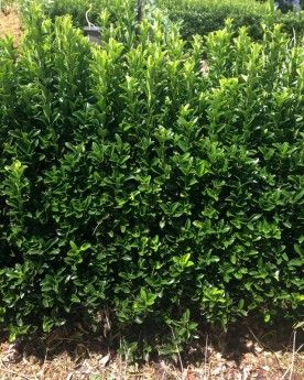 Euonymus japonicus - Green Rocket is a beautiful dark green hedging plant that produces gorgeous glossy, oval shaped leaves. This is one of the best small hedges to be used in the landscape making it quite versatile in regards to placement. Green Rocket loves full sun but will perform well in part shade. It is drought hardy and copes with frost as well as coastal regions. Euonymus Hedge, Rocket Plant, Garden Murals, Euonymus Japonicus, Trees For Front Yard, Green Cottage, Garden Mural, Hedging Plants, Rock Landscaping