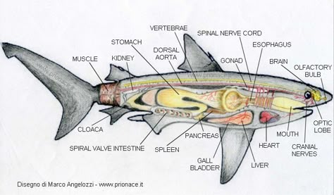 Shark anatomy by www.prionace.it Lemon Shark Anatomy, Marine Anatomy, Shark Anatomy, Shark Information, Oceanography Marine Biology, Shark Facts, Shark Photos, Vet Medicine, Ocean World