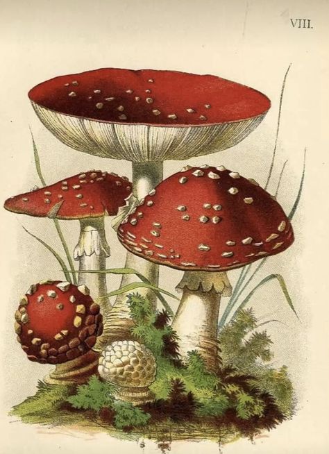 Cottagecore Posters Mushroom, Red Cottagecore Aesthetic, Mushroom Botanical Illustration, Mushrooms Poster, Cottagecore Prints, Mushrooms Vintage, Mushroom Poster, Vintage Botanical Illustration, Mushroom Drawing