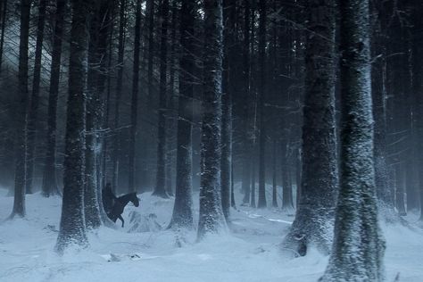 Lorcan Salvaterre, Game Of Thrones Winter, Haunted Forest, Gra O Tron, House Stark, Snowy Forest, Fantasy Aesthetic, Winter Forest, Throne Of Glass