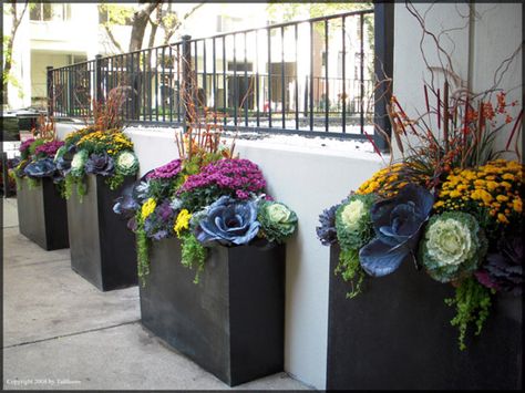 Flower Pots Outdoor Plant Containers, Indoor Plant Garden, Fall Window Boxes, California Decor, Fall Container Gardens, Ornamental Cabbage, Plant Containers, Contemporary Garden Design, Fall Containers