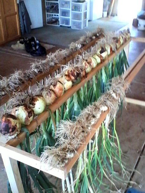 Drying rack Jim made to dry onions and garlic Garlic And Onion Drying Rack, Vegetable Drying Rack, Onion Drying Rack Diy, Garlic Drying Rack, Onion Drying Rack, Garlic Drying, Vegetable Storage Rack, Food Storage Rooms, Luxury Garden Furniture