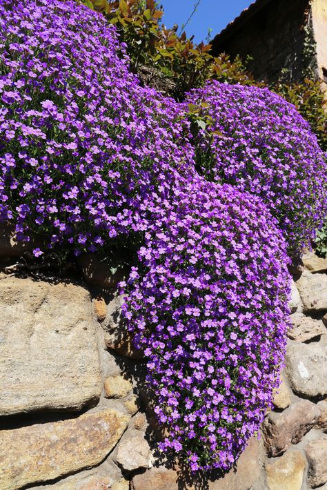 A rock wall is tricky, but if you know the perfect rock wall landscaping plants, you can dress it up right! Rock Cress is a perennial that is easy to grow. Rocks And Bushes Landscaping, Rockwall Landscaping Ideas, Rock Wall Garden Ideas, Rock Garden Plants Perennials, Hillside Rock Garden, Plants For Retaining Wall Landscaping, Boulders In Flower Beds, Boulder Retaining Wall Ideas Hillside, Rockwall Landscaping