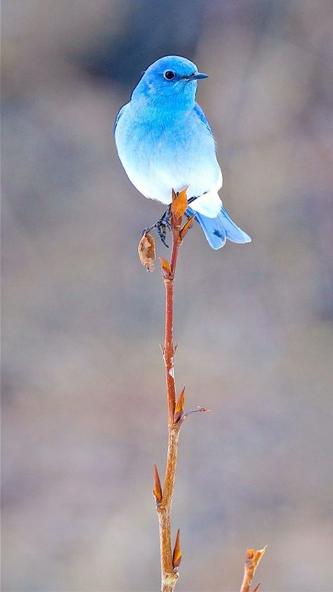 Claudio Rodrigues adlı kullanıcının The Last Planet panosundaki Pin | Nadide hayvanlar, Sanatsal baskı, Hayvan Most Beautiful Birds In The World, Bluebird Photography, Beautiful Cat Breeds, Pretty Animals, Like Animals, Bird Pictures, Exotic Birds, Pretty Birds, Bird Photo