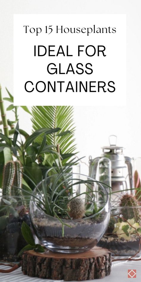 Enhance your home with these beautiful glass container plants. Our top 15 choices are perfect for creating a stunning indoor garden that will impress everyone. Save this pin for the best houseplant ideas for glass containers! Glass Bottle Plants Ideas, Glass Planter Ideas, Plants In Glass Containers, Plants In Glass Bowl, Plants In Glass Jars, Houseplant Ideas, Plant In Glass, Plants In Jars, Indoor Water Garden