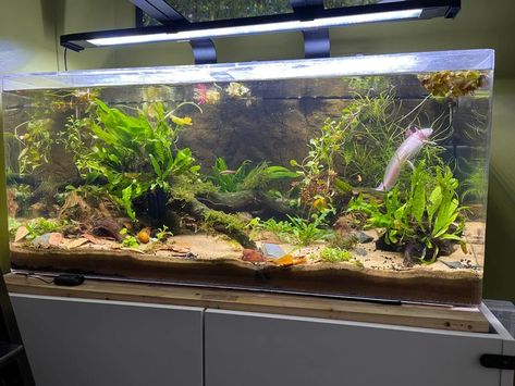 My 40 gallon planted axolotl tank. Today vs 6 months ago : PlantedTank Bioactive Axolotl Tank, 40 Gallon Freshwater Aquarium Ideas, Axolotl Tank Setup Ideas, Axolotl Planted Tank, Axolotl Natural Habitat, Axolotl Tank Decor, Axolotl Tank Set Up, Planted Axolotl Tank, Axolotl Tank Ideas Aesthetic