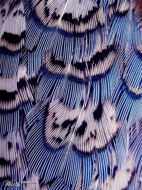 Feathers aren't exactly branchy but they do spread out and split up. Looking at close-up pictures of feathers does something to my brain. It's just so beautiful. On The Wings Of Love, Blue Feathers, Texture Inspiration, Natural Forms, Patterns In Nature, Color Textures, Macro Photography, Natural Texture, Textures Patterns