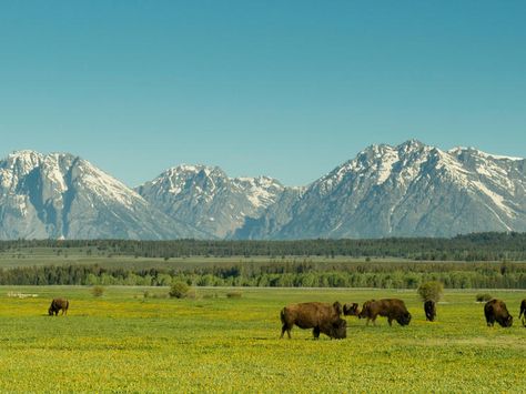 Seeing the Source: BFA Members Explore the Northern Great Plains | Blog Posts | WWF Great Plains Landscape, The Great Plains, Great Plains Aesthetic, Landscape Practice, American Plains, American Gladiators, Plains Landscape, City Development, From Sea To Shining Sea