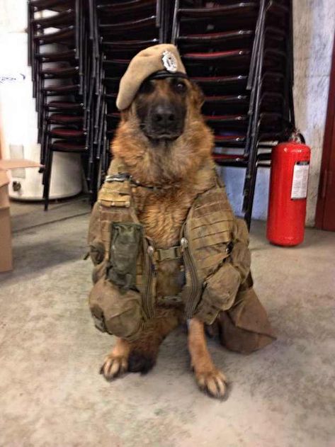 Imgur Post - Imgur Military Service Dogs, Army Dogs, Dog Hero, Military Working Dogs, Black German Shepherd, Working Dog, Tin Tin, Military Dogs, Police Dogs