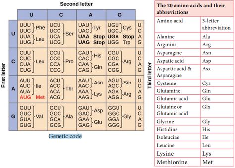 Microbial Genetic Code and its Features Monohybrid Cross, Genetic Code, Genetic Engineering, Nursing School Notes, Biology Notes, For Dummies, Microbiology, School Notes, Research Paper