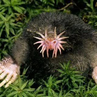 Star Nosed Mole, Canadian Animals, Elephant Shrew, Animal Guides, Interesting Animals, Extinct Animals, Unusual Animals, Rare Animals, Character Sketches