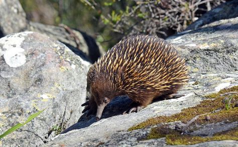 Australian Echidna (spiny anteater). Australian echidna (spiny anteater, Tachygl , #sponsored, #anteater, #echidna, #spiny, #Australian, #Echidna #ad Spiny Anteater, Animals Images, Amazing Animals, Graphic Design Art, Ants, Design Art, How To Draw Hands, Stock Images, Google Search