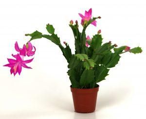 Christmas Cactus Care, Cactus Bloom, Christmas Cactus Plant, Easter Cactus, Thanksgiving Cactus, Holiday Cactus, Making Plant Pots, Cactus Care, Christmas Plants