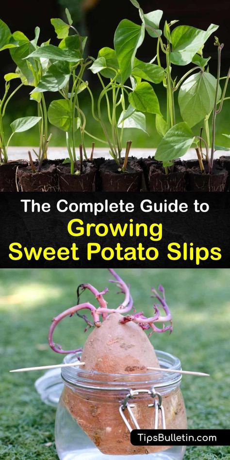 Potato Companion Plants, Grow Sweet Potatoes, Sweet Potato Varieties, Potato Plant, Sprouting Sweet Potatoes, Sweet Potato Slips, Sweet Potato Plant, Freeze Sweet Potatoes, Growing Sweet Potatoes