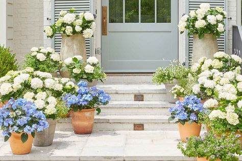 Hydrangea Pots, Potted Hydrangea, Hamptons Garden, French Cottage Garden, Garden Hydrangea, French Hydrangea, Hydrangea Potted, Repotting Plants, Annabelle Hydrangea