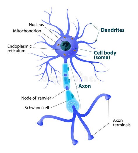 Structure of a motor neuron. Anatomy of a typical human neuron. Structure neuron , #SPONSORED, #typical, #human, #axon, #Anatomy, #Structure #ad Neuron Anatomy, Specialised Cells, Neuron Art, Neuron Structure, Anatomy Structure, Neuro Science, Igcse Biology, Human Brain Anatomy, Biology Anatomy