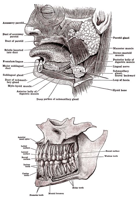 The Mouth Anatomy ~ Karen's Whimsy Parts Of The Tongue, Human Teeth Anatomy, Tongue Anatomy, Mouth Anatomy, Salivary Glands, Teeth Anatomy, Salivary Gland, Human Teeth, The Tongue