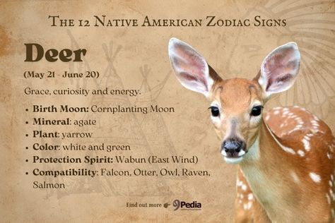 12 Native American Zodiac Signs & Their Characteristics #nativeamericanzodiac #zodiac Deer Zodiac Sign, Greek Animals, Native American Zodiac, Native American Drawing, Spirit Animal Meaning, Good Morning Animals, Animal Meanings, Native American Food, Astrology Meaning