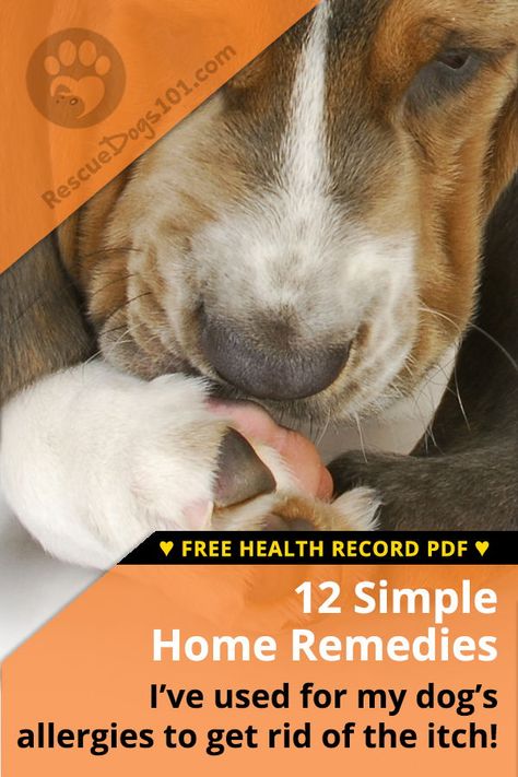 Easy Home Remedies for Dog Allergies and Dog Itch Relief — I recommend finding dog allergy remedies at home for your dog before heading down the road of expensive allergy testing... From allergy-friendly dog foods, supplements to medications, all to help your dog itch relief! #dog #dogallergies #doghealth #homeremedies #homeremedy #diydogstuff #rescuedogs101 Home Remedy For Dog Allergies, Anti Itch Remedy For Dogs, What Can I Give My Dog For Allergies, Dog Itching Remedies Allergies, Allergy Remedies For Dogs, Dogs Allergies Relief, Allergies In Dogs Remedies, Dog Seasonal Allergy Remedies, Dogs Itching Relief