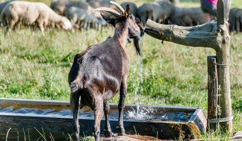 Goat drinking water Water Trough For Goats, Goat Water Trough, Automatic Waterer, Goat House, Goat Herding, Water Trough, From The Pond, Daily Water Intake, Daily Water