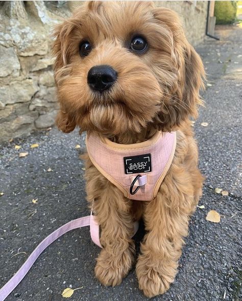 Cavapoo puppy hair cut Cavoodle Haircuts, Cavapoo Puppy Haircut, Cute Cavapoo Puppies, Cavapoo Haircut Styles Teddy Bear, Cavoodle Haircut, Cavoodle Haircut Styles, Cute Dog Haircuts, Cavapoo Grooming Styles, Cavapoo Haircut Styles