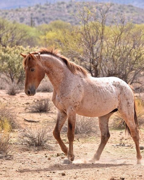 Salt River Wild Horses Advocates by Zach Hochhalter - Strawberry Roan Horse Inspiration, Mustang Horse, Most Beautiful Horses, Horse Drawings, All The Pretty Horses, Body On, Horse Barns, Cute Horses, Horse Life