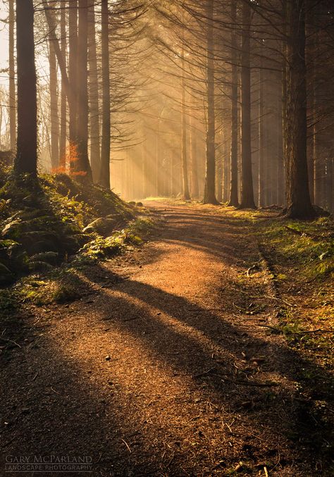 Augnamoira Morning by Gary McParland on 500px ○ 735✱1050px-rating:99.0 ☀ ”Early morning image from Augnamoira Woods, Narrowwater, near Warrenpoint in Co Down in Northern Ireland. .” Photographer:... Ormanlık Alan, Autumn Scenes, Autumn Scenery, Nature Images, Pretty Places, Fantasy Landscape, Northern Ireland, Early Morning, Amazing Nature