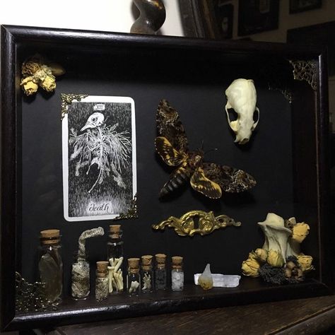 Shadow Box Ideas Oddities, Oddities And Curiosities, Oddities Decor, Entomology Art, Taxidermy Decor, Deaths Head, Dried Roses, Animal Teeth, Insect Collection