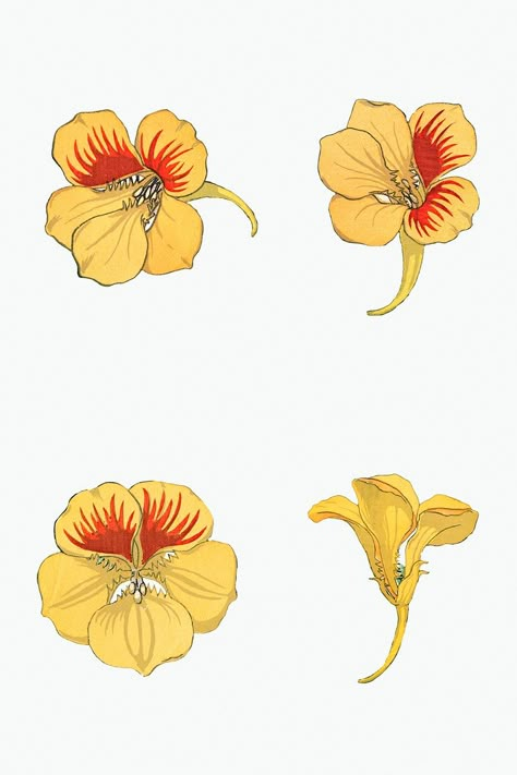 Nasturtium Flower Tattoo, Nasturtium Drawing, Nasturtium Illustration, Nasturtium Tattoo, Nasturtium Flower, Art Nouveau Illustration, Western Paintings, Photographic Artist, Language Of Flowers