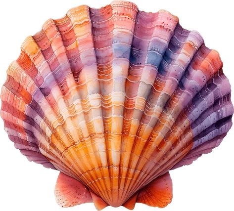 Seashell Png Aesthetic, Sea Shell Reference, Seashell Reference, Shell Reference, Sea Shells Aesthetic, Shell Png, Shell Photography, Seashell Illustration, Coral Mermaid