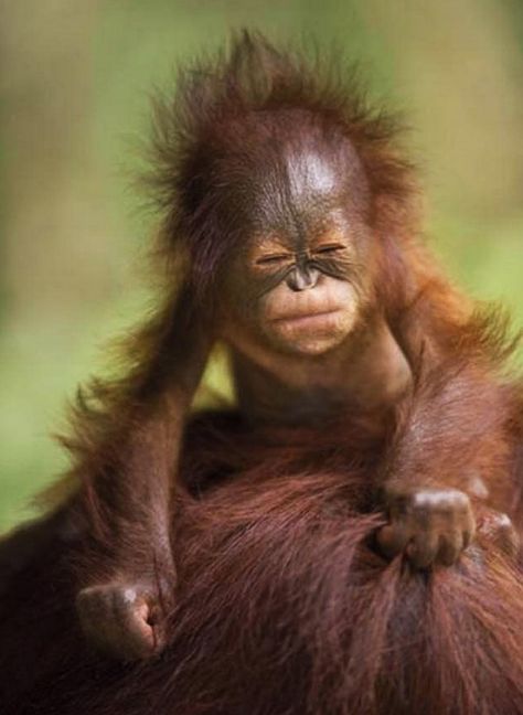 Baby ape squinting eye on Mama.  Go to www.YourTravelVideos.com or just click on photo for home videos and much more on sites like this. Animals Adorable, Regnul Animal, Baby Orangutan, Animals Funny, Cute Monkey, Baby Monkey, Cute Creatures, Sweet Animals, Animal Planet