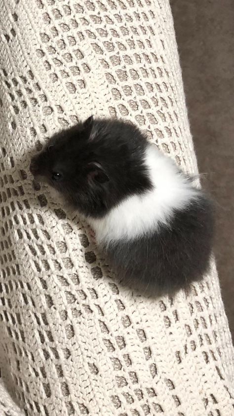 Long Hair Hamster, Fancy Bear Hamster, Black And White Hamster, Long Haired Syrian Hamster, Hamster Bear, Black Hamster, 2 Hamsters, Long Haired Hamster, Siberian Hamster