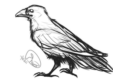 Raven Sketch, Raven Drawing, Raven Artwork, Crows Drawing, Bird Sketch, Crow Art, Raven Art, Animal Anatomy, Tattoo Outline