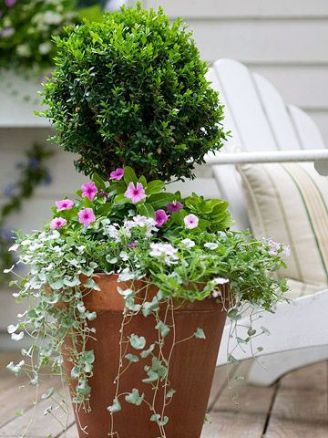 Decorate with Containers     Whether it's on your deck or patio or as a focal point in the yard, use containers to create drama and elegance. Here, a plain old terra-cotta pot becomes something magical with the addition of clipped boxwood, 'Silver Falls' dichondra, and purple vinca Deck Update, Formal Landscape, Silver Falls Dichondra, Beautiful Planters, Yard Planters, Box Wood Shrub, Deck Planters, Container Planting, Flower Containers