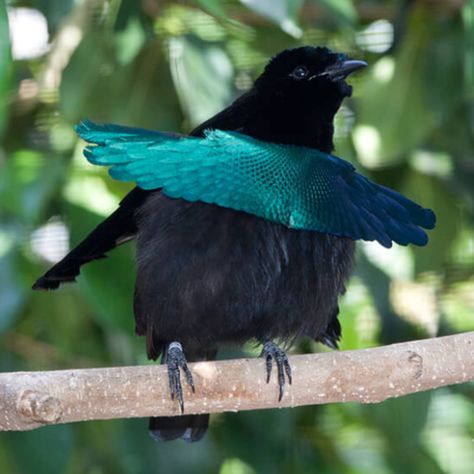 Superb Bird-Of-Paradise Greater Bird Of Paradise, Octopus Species, Wild Kratts, San Diego Zoo, Rare Birds, Bird Of Paradise, All Birds, Birds Of Prey, Small Birds