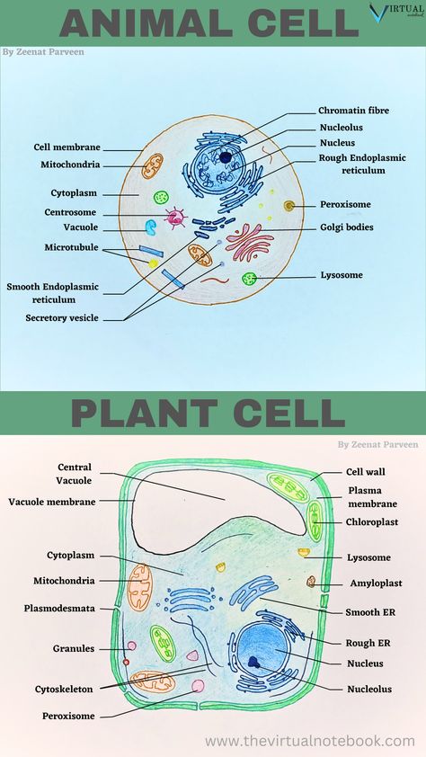 differences in plant and animal cells, similarities, structure and functions of both the cells Plants And Animals Cells, Difference Between Plant And Animal Cell, Plant Cell Vs Animal Cell, Plant Cell Picture, Animal Cell And Plant Cell, Plant Cell Drawing, Plant Cell Labeled, Animal Cell Drawing, Animal Cell Organelles