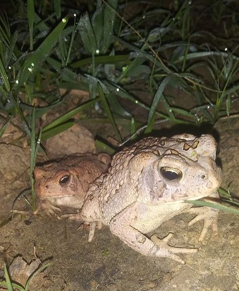 Toad Aesthetic, Cane Toad, Frog And Toad, Cute Frogs, Toad, Frogs, Reptiles, Animals, Quick Saves