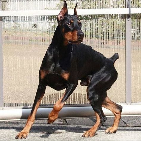 Doberman Reference, Animal Poses, Dog Anatomy, Scary Dogs, Dog Poses, Doberman Dogs, Animal Study, Pretty Dogs, Pretty Animals