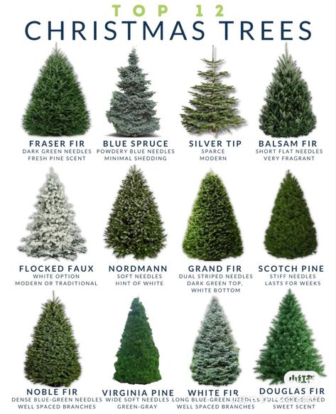 Expensive Christmas, Grand Fir, Dark Green Top, Types Of Christmas Trees, Spruce Christmas Tree, Tree Species, Fir Trees, Creative Christmas Trees, Spruce Tree