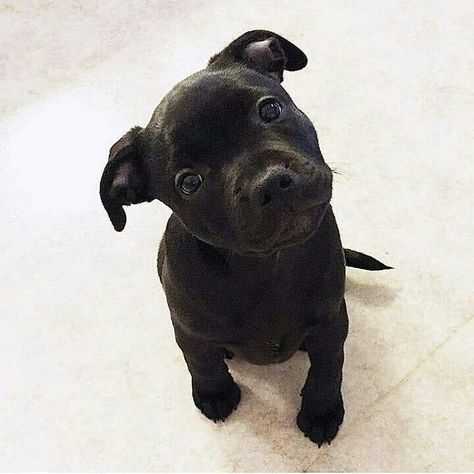 English Staffy Puppies, Staffy Puppies, English Staffy, English Staffordshire Bull Terrier, Cute Pitbulls, Staffy Dog, Pitt Bull, Cute Small Animals, Pitbull Lover