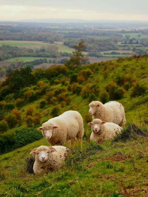 Gang Of Four, Goats And Sheep, Sheep Paintings, Sheep Art, Sheep Farm, Sheep And Lamb, Oita, Sweet Animals, Animal Planet