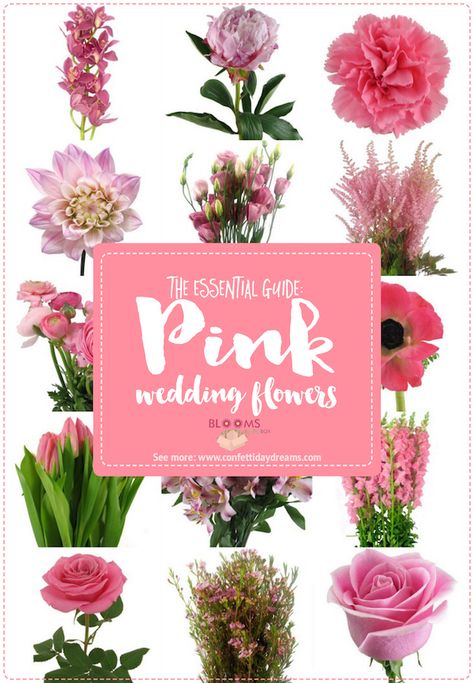 Pink Summer Wedding Flowers, Pink Flower Types, Wedding Flowers Names, Bright Pink Wedding Flowers, Wedding Flowers Types, Types Of Wedding Flowers, Thistle Wedding Flowers, Shades Of Pink Wedding, Pink Flower Names