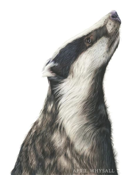 Badger Aesthetic, Badger Images, Hufflepuff Badger, British Wildlife Art, Badger Illustration, Animal Paintings Acrylic, Honey Badger, Colored Pencil Techniques, British Wildlife