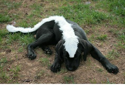 Black lab costume Dog Costumes Black Dogs, Lab Puppy Halloween Costume, Black Lab Costumes, Black Lab Halloween Costumes Dogs, Black Poodle Halloween Costume, Dog Halloween Costumes Black Lab, Dog Costumes For Black Dogs, Chocolate Lab Halloween Costume Ideas, Chocolate Lab Costume