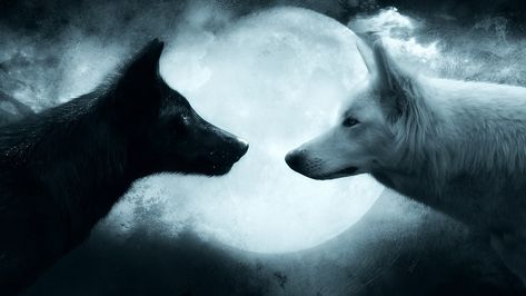 two black and white wolves wallpaper #wolf #couple #1080P #wallpaper #hdwallpaper #desktop Black And White Wolves, Wolves Wallpaper, Wolf Black And White, White Wolves, Living Colors, Two Wolves, Wolf Canvas, Wolf Face, Alpha Wolf