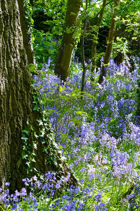 Bluebell wood by steveworrll on YouPic Blue Bell Woods, Bluebell Woods, Fairy Tattoo Designs, Fairy Tattoo, Tree Roots, Green Wood, Nature Garden, Go Outside, Canon Eos