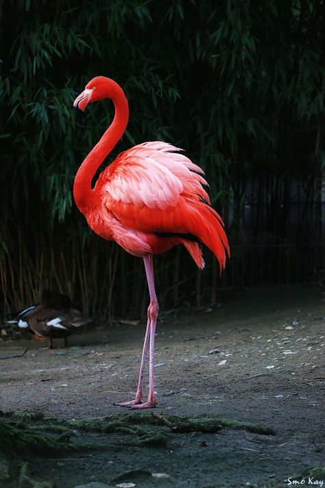 red flamingo photography nature petsandanimals animals... Found this cute flamingo photo while browsing :) Flamingo Bird Photography, Flamingo Photography, Flamingo Pictures, Red Flamingo, Flamingo Tattoo, Flamingo Photo, Birds Photography Nature, Flamingo Wallpaper, Flamingo Painting