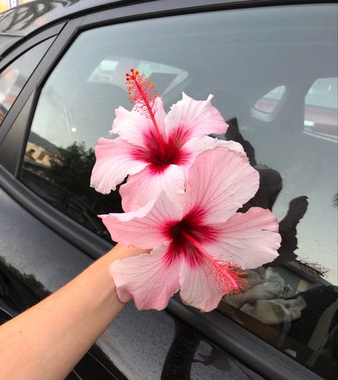 Zoomed In Flower, Boquette Flowers, Nothing But Flowers, Flower Therapy, Beautiful Bouquet Of Flowers, Adam Sandler, Dress Flower, Rosa Pink, Pretty Plants